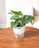 Philodendron brandtianum