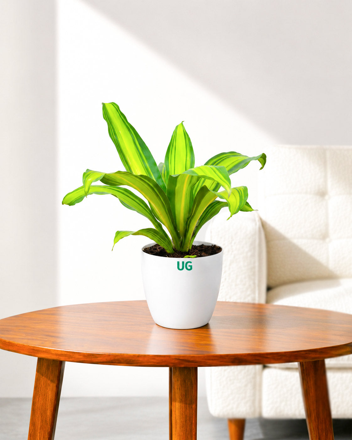 Dracaena Fragrans