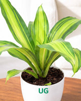 Dracaena Fragrans