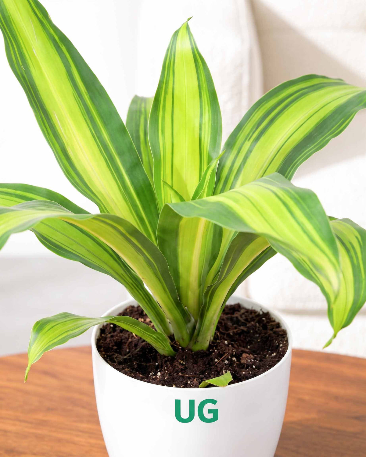 Dracaena Fragrans