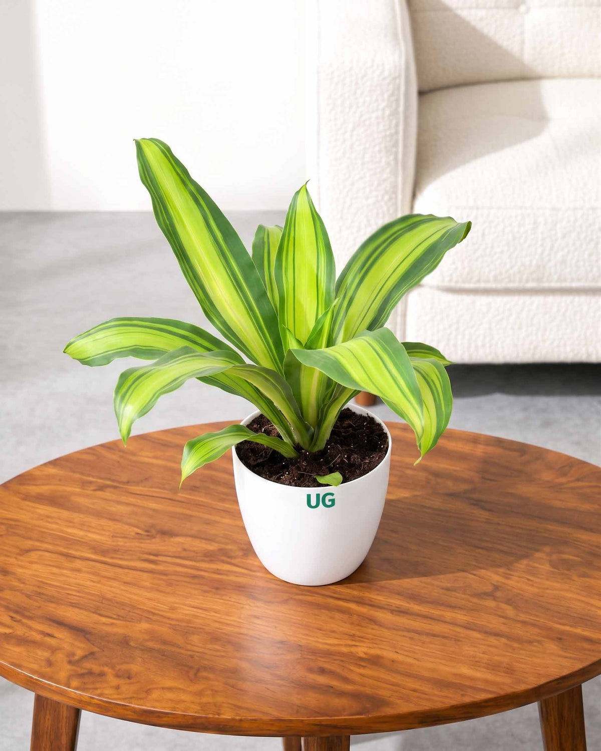 Dracaena Fragrans