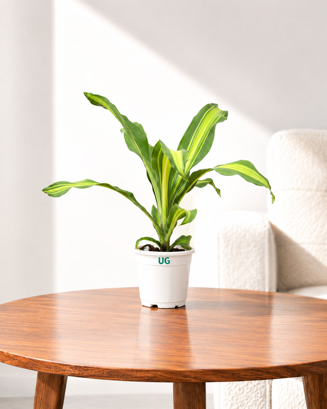 Dracaena Fragrans
