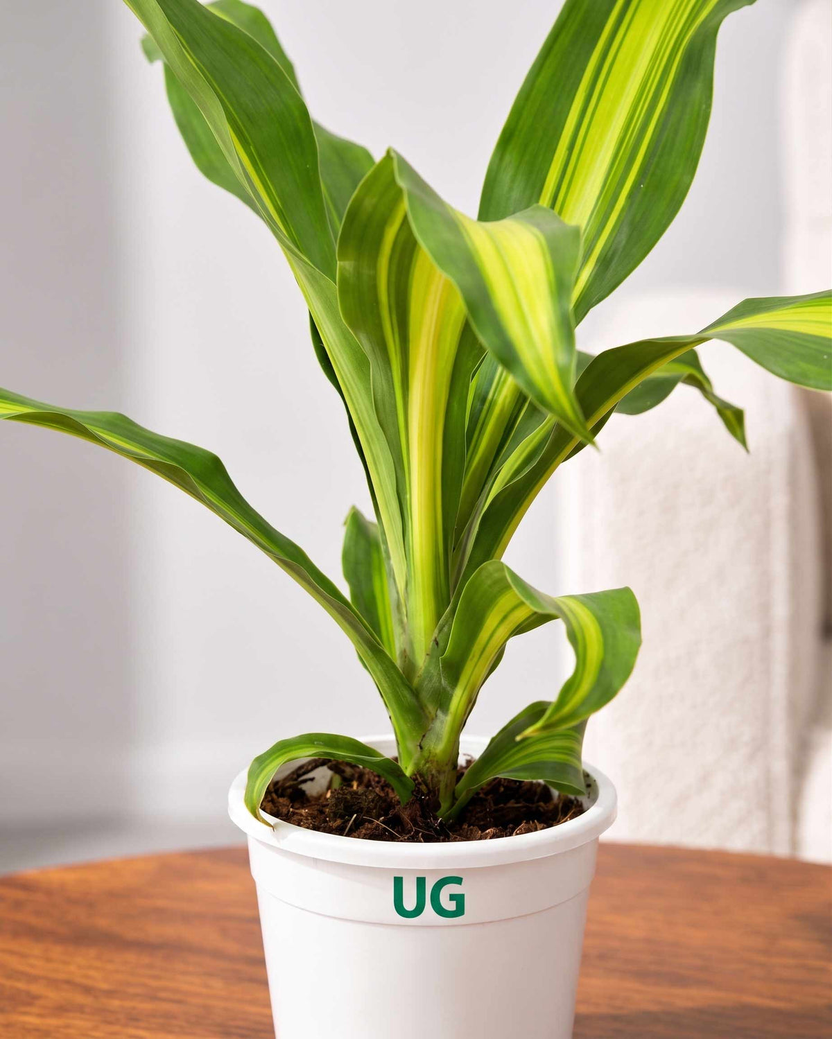 Dracaena Fragrans