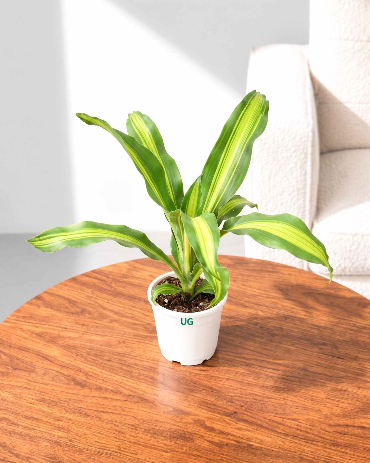 Dracaena Fragrans
