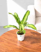 Dracaena Fragrans