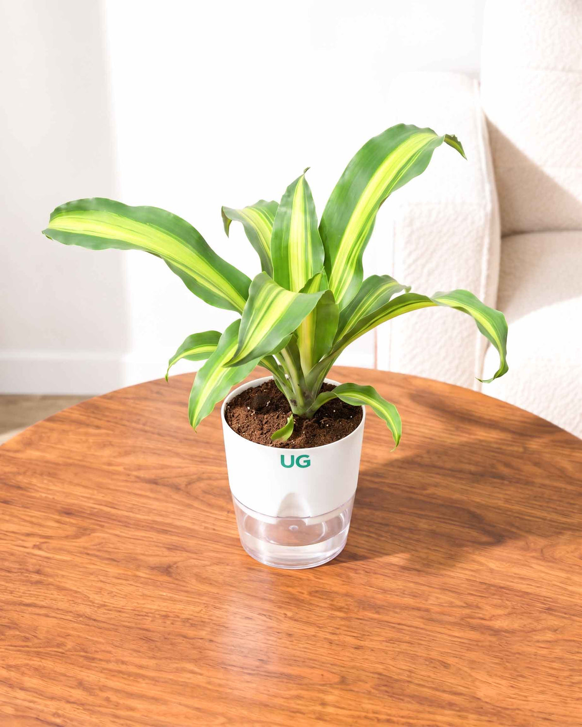 Dracaena Fragrans