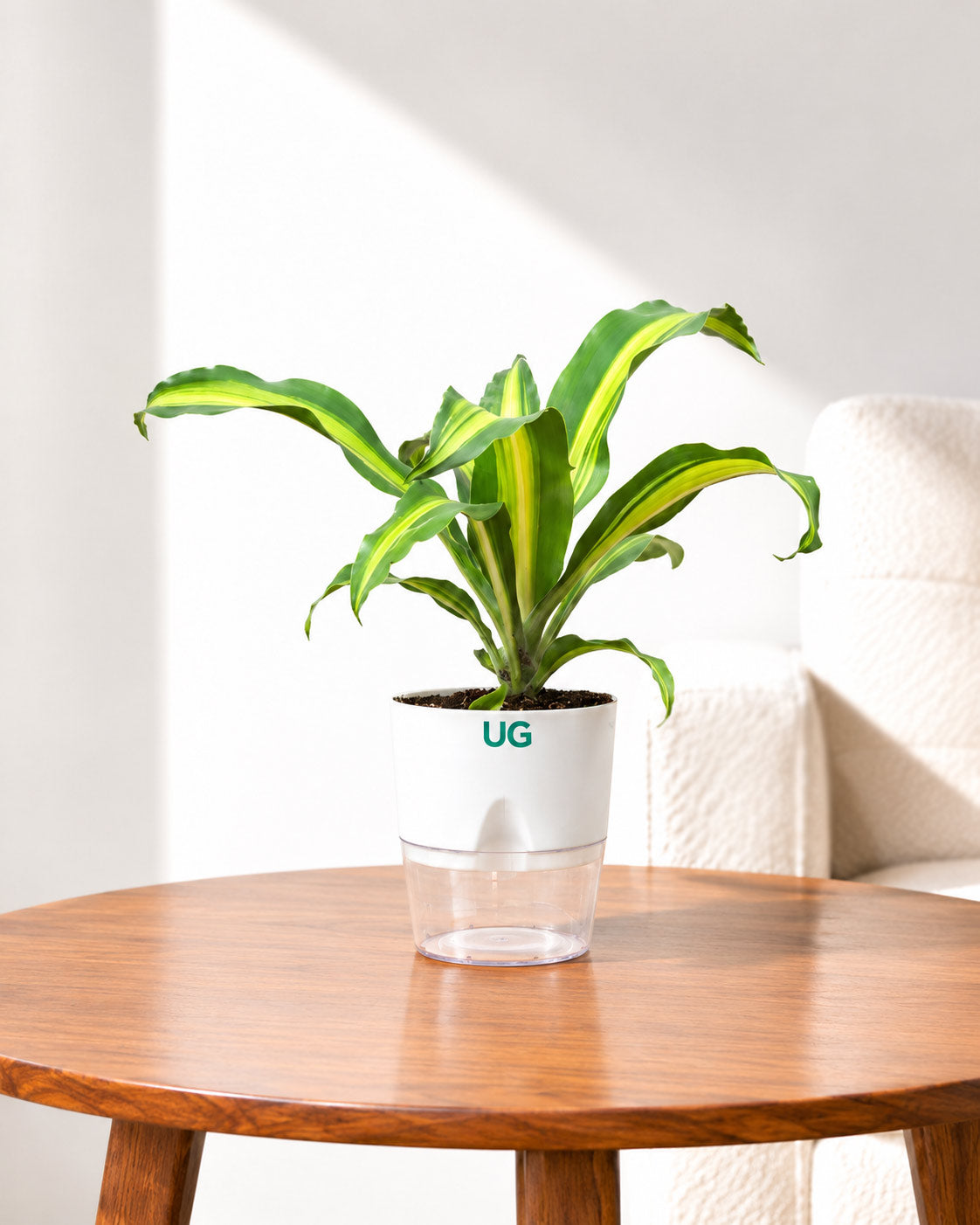 Dracaena Fragrans