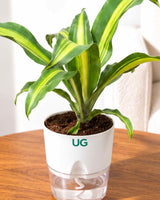 Dracaena Fragrans