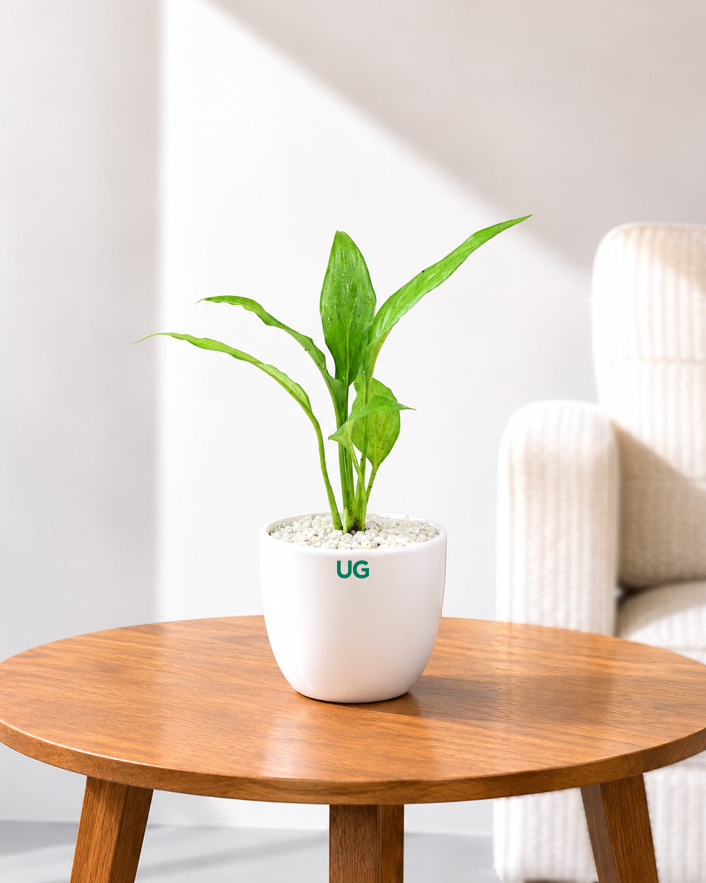 Small Peace Lily
