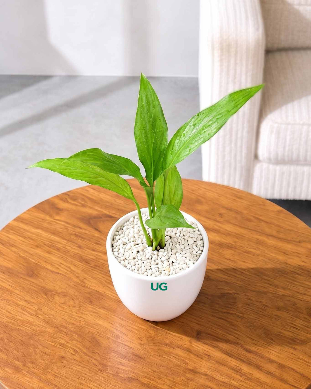 Small Peace Lily