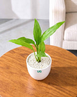 Small Peace Lily