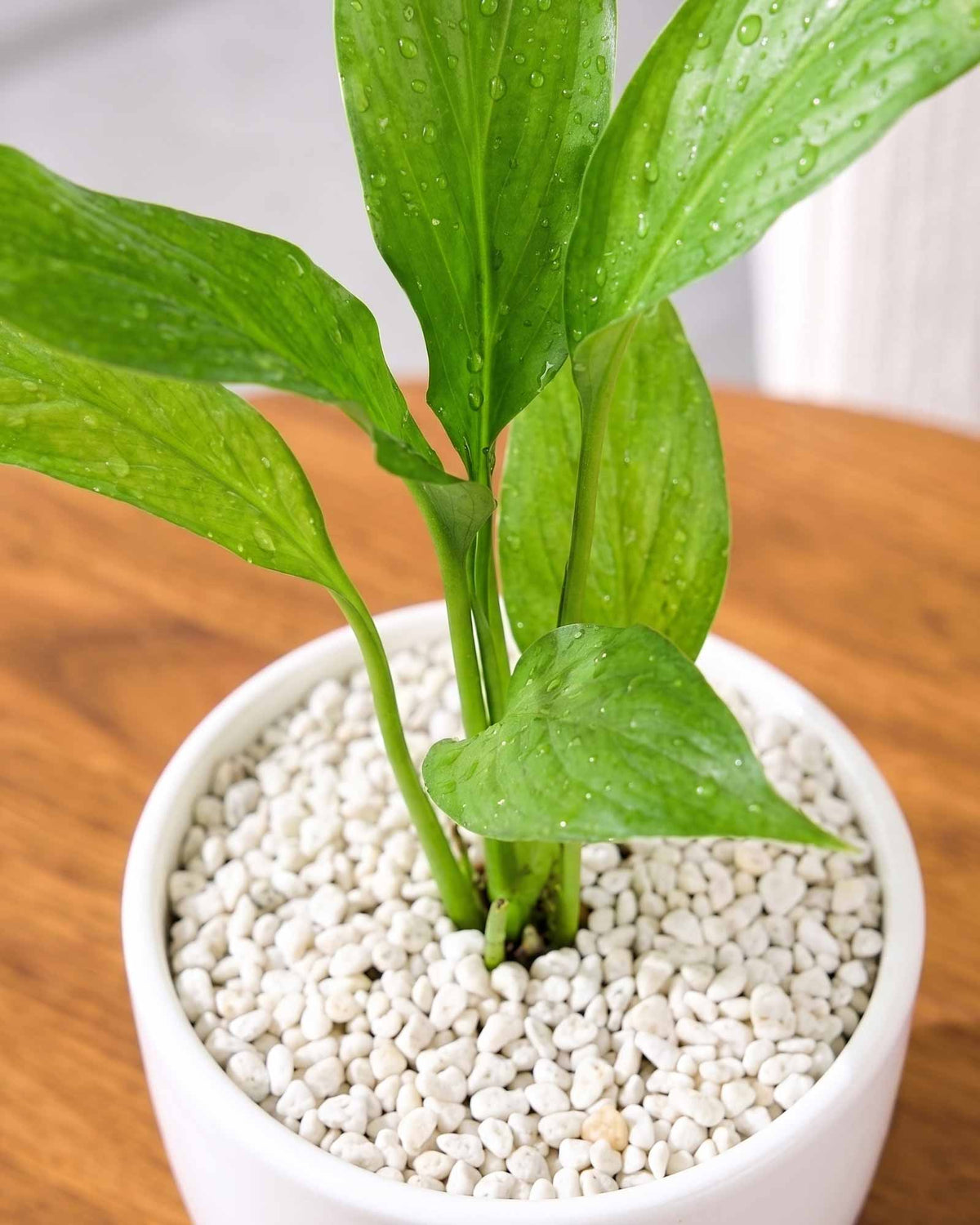 Small Peace Lily