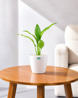 Small Peace Lily