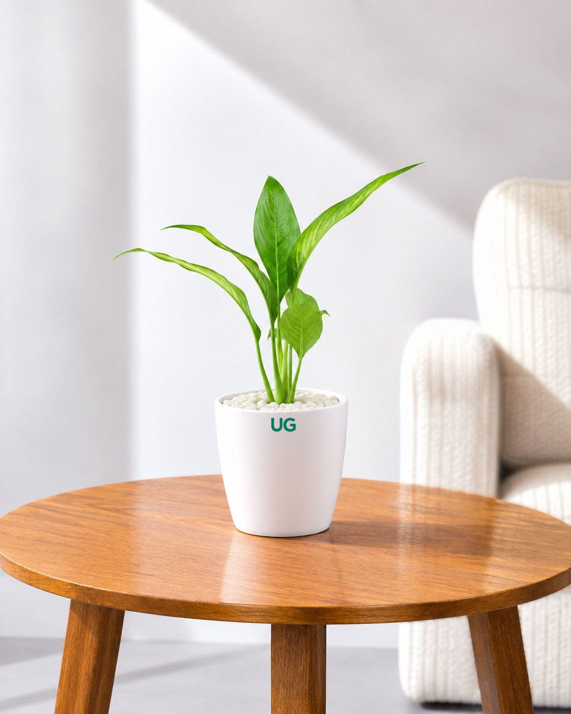 Small Peace Lily