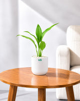 Small Peace Lily