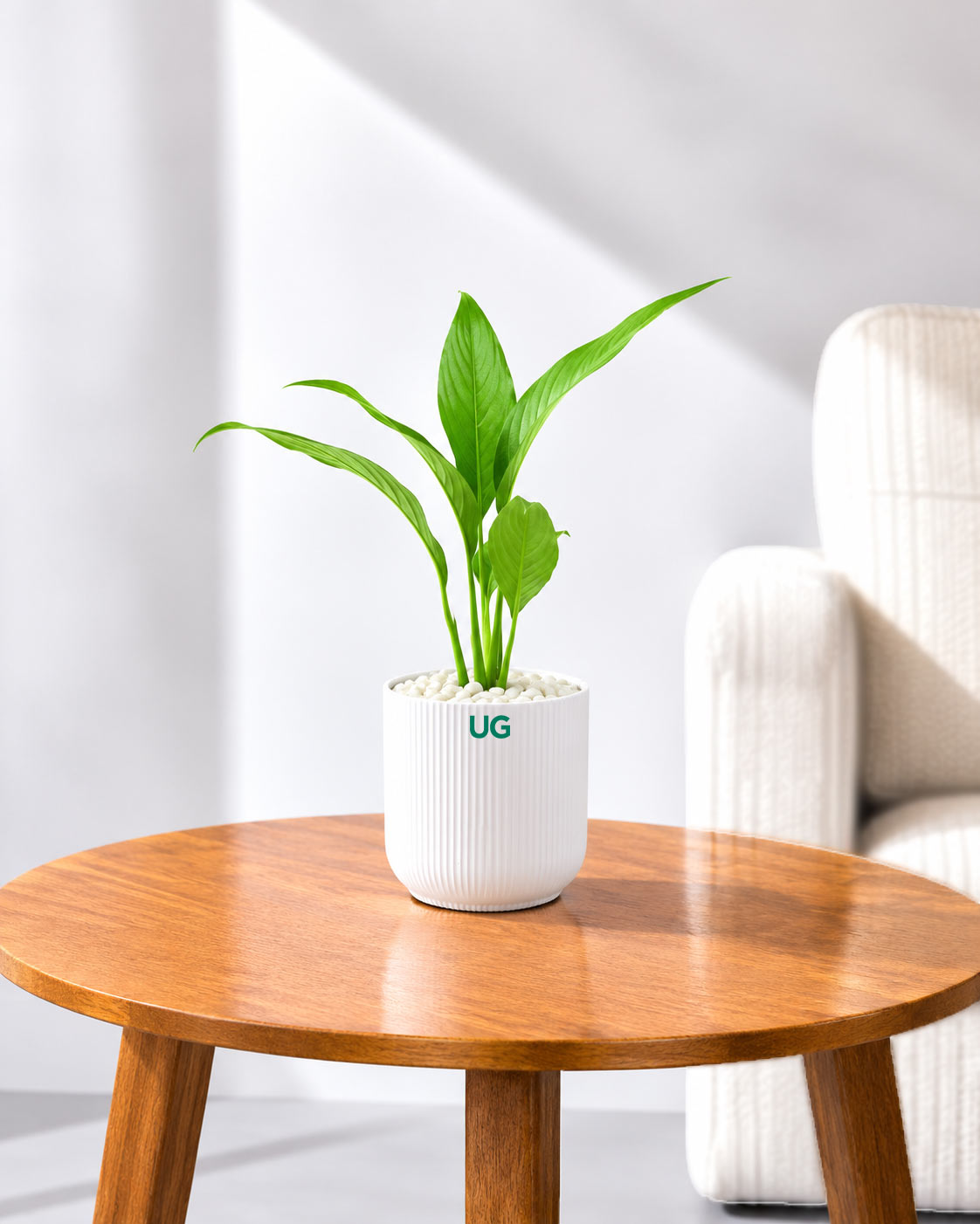 Small Peace Lily
