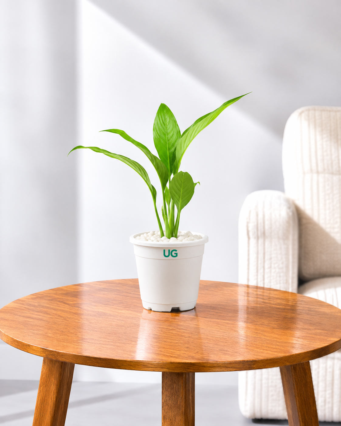 Small Peace Lily