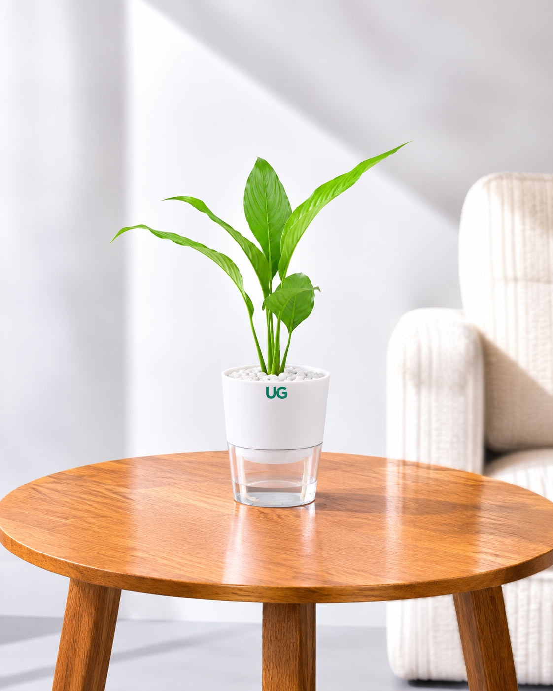 Small Peace Lily