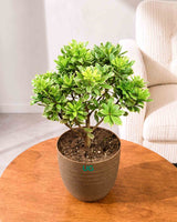 Pittosporum Tobira "Variegata"