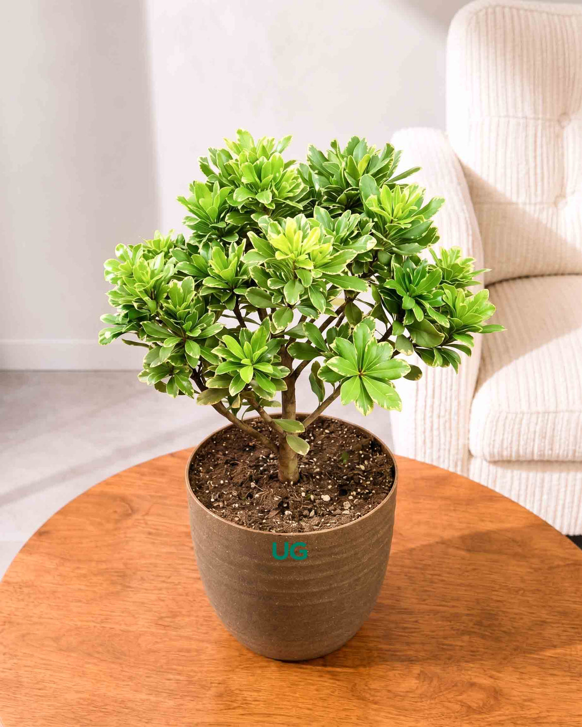Pittosporum Tobira "Variegata"