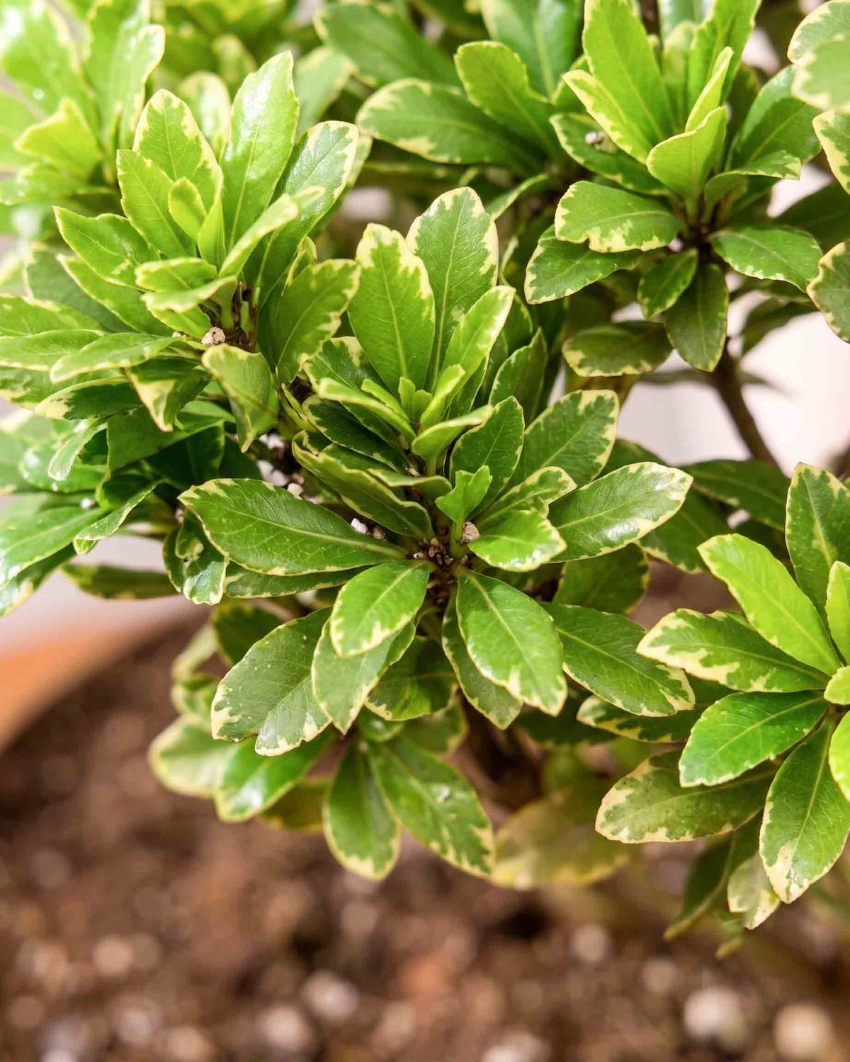 Pittosporum Tobira "Variegata"