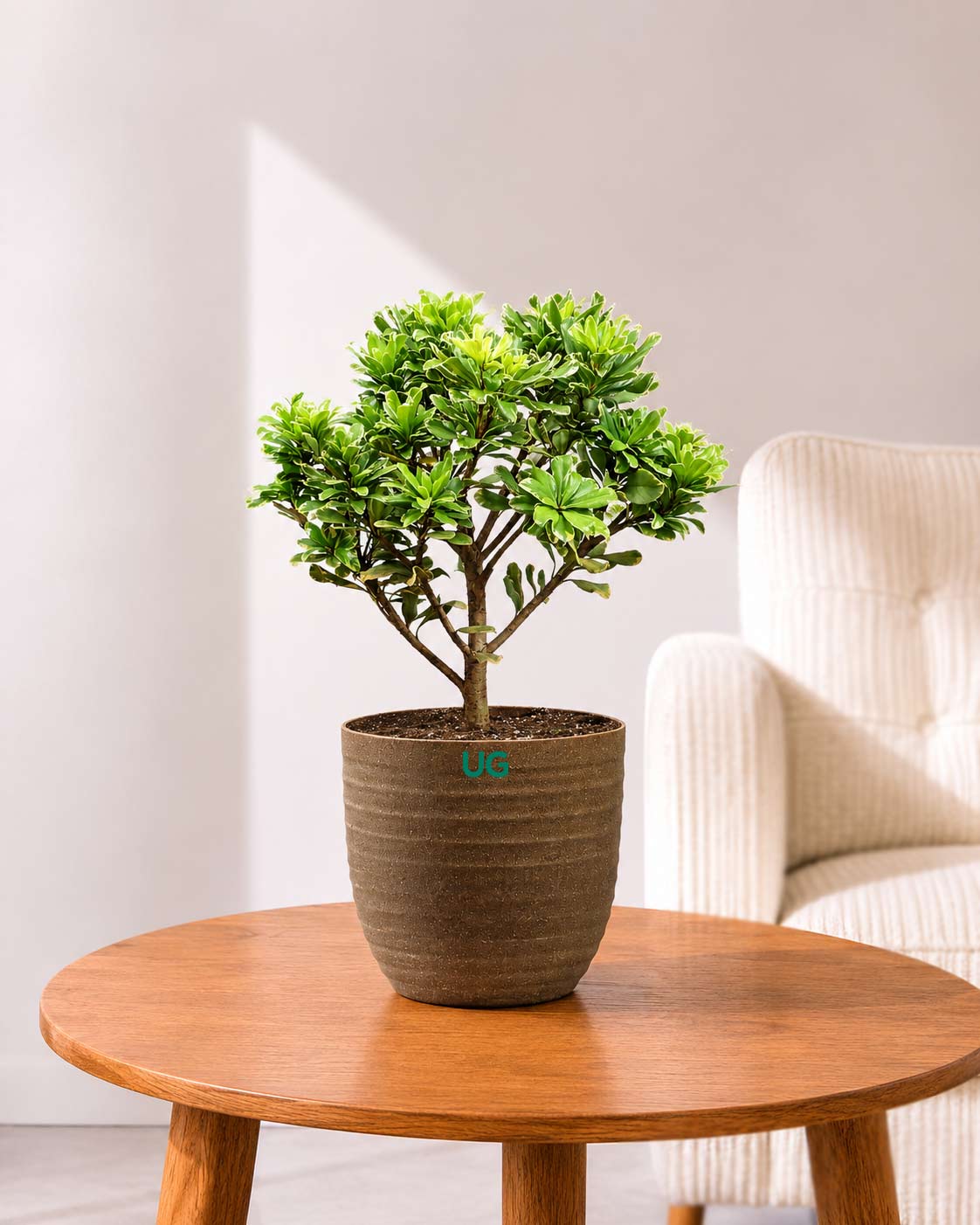 Pittosporum Tobira "Variegata"