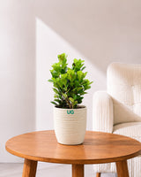 Ficus Moclame Plant