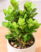 Ficus Moclame Plant