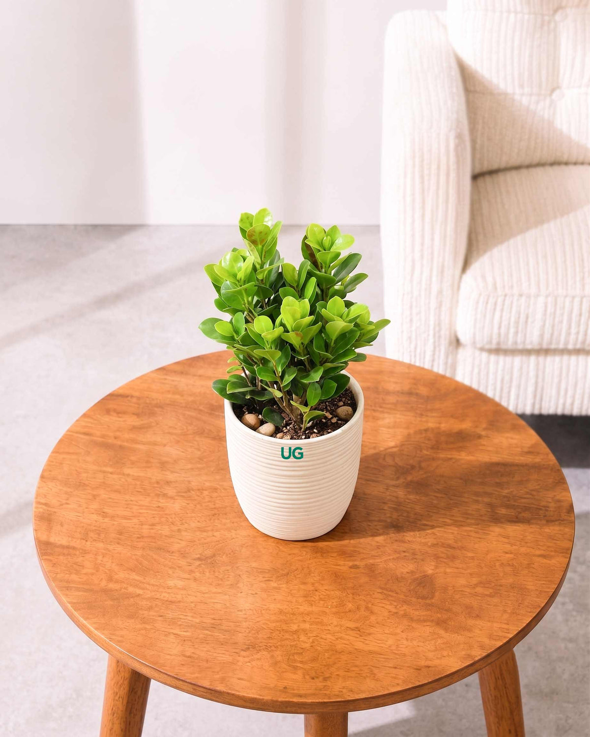 Ficus Moclame Plant