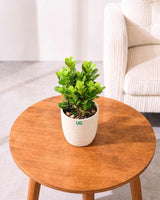 Ficus Moclame Plant