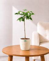 Small Radermachera Plant