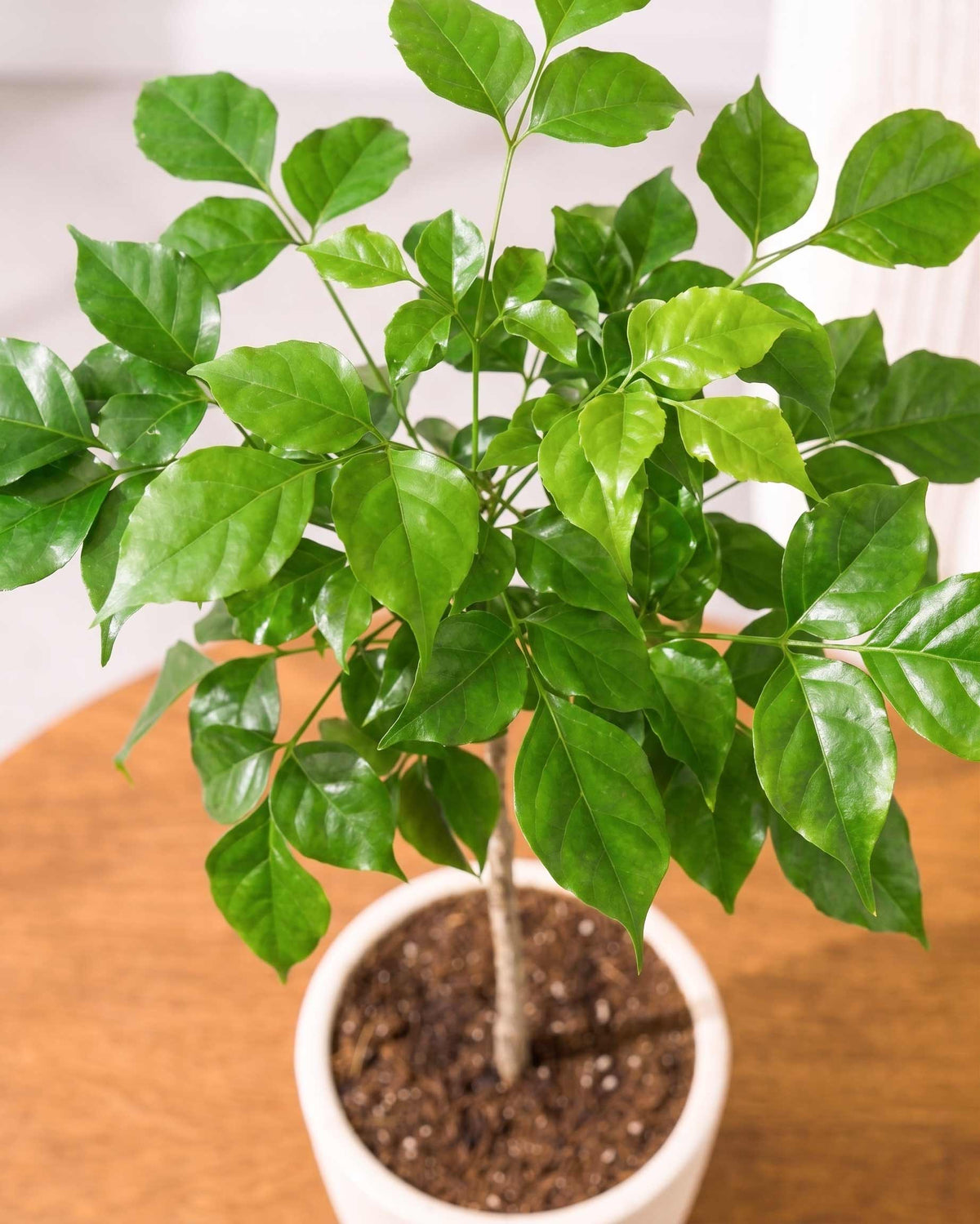 Small Radermachera Plant