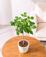 Small Radermachera Plant