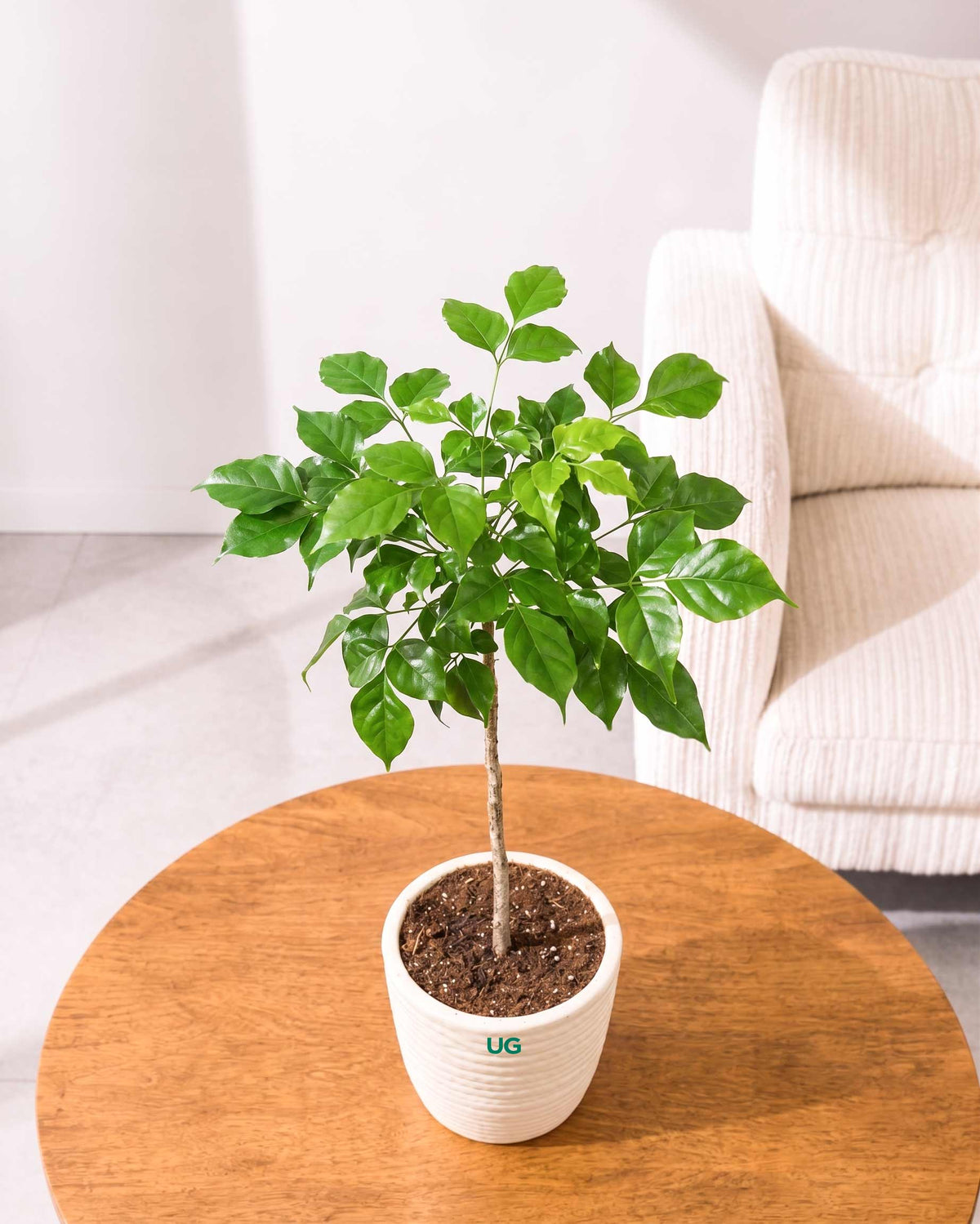 Small Radermachera Plant