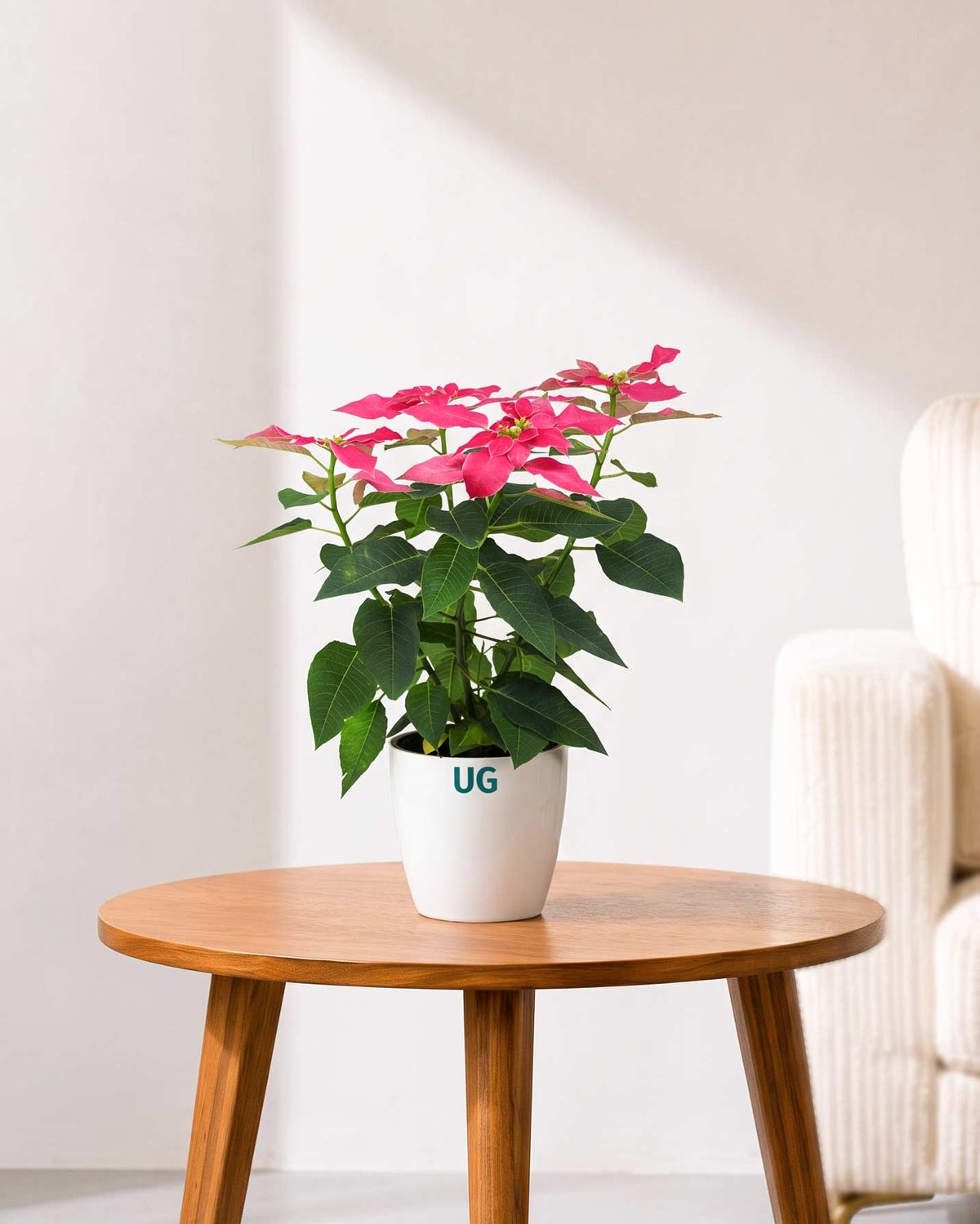 Poinsettia Pink