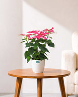 Poinsettia Pink