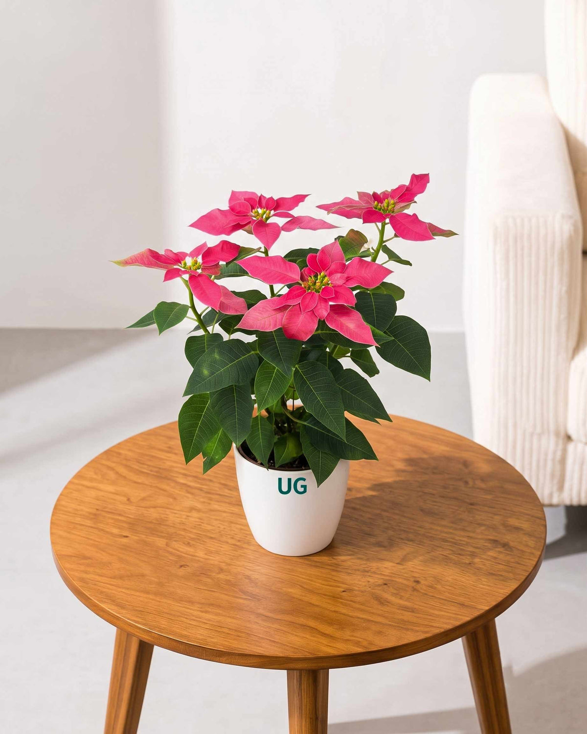 Poinsettia Pink