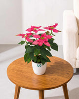 Poinsettia Pink