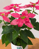 Poinsettia Pink