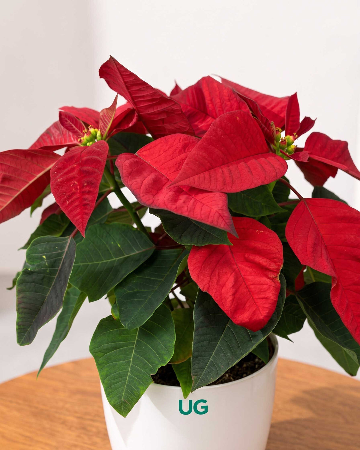 Poinsettia (Red)