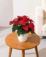 Poinsettia (Red)