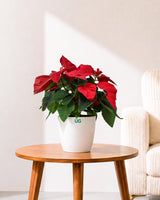 Poinsettia (Red)