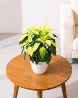 Poinsettia Lemon