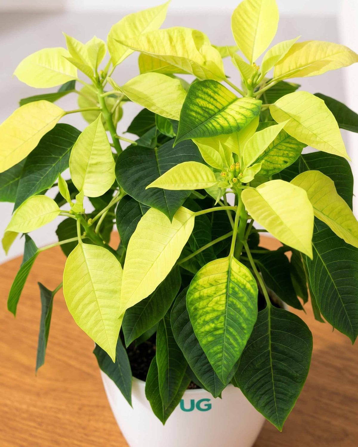 Poinsettia Lemon