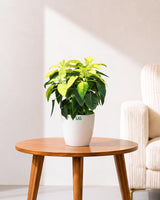 Poinsettia Lemon