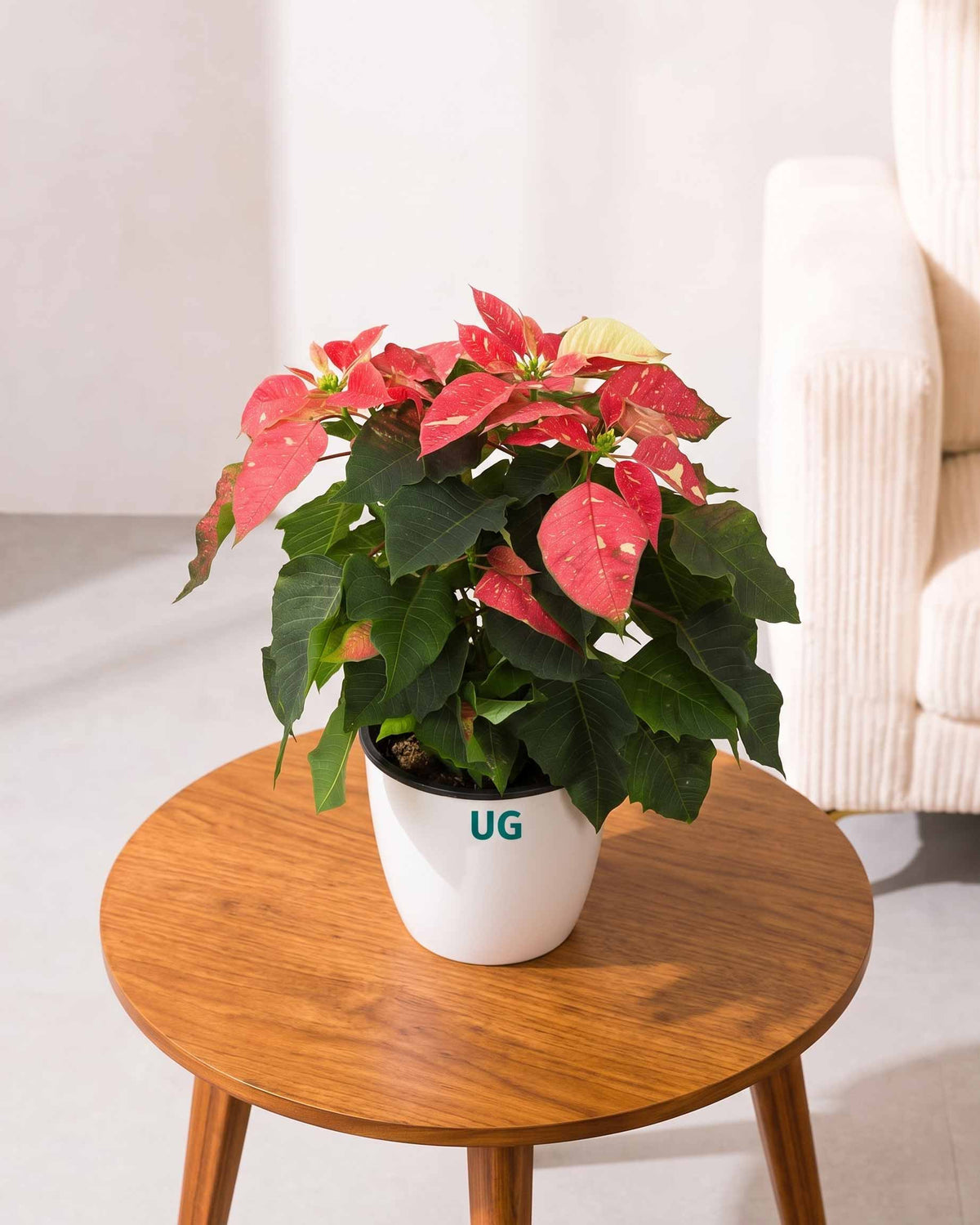 Poinsettia Jingle Bells