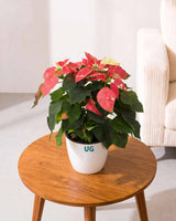 Poinsettia Jingle Bells