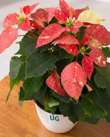 Poinsettia Jingle Bells