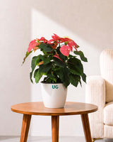 Poinsettia Jingle Bells