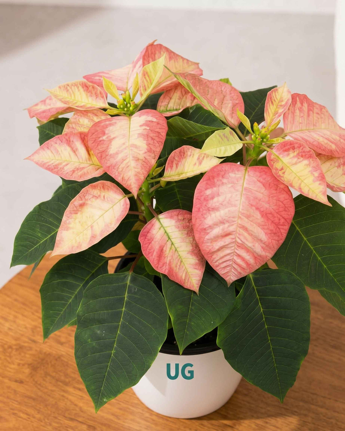 Monet Twilight Poinsettia
